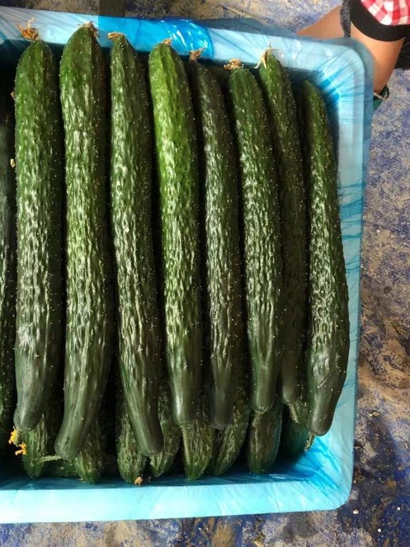 精品黄瓜
