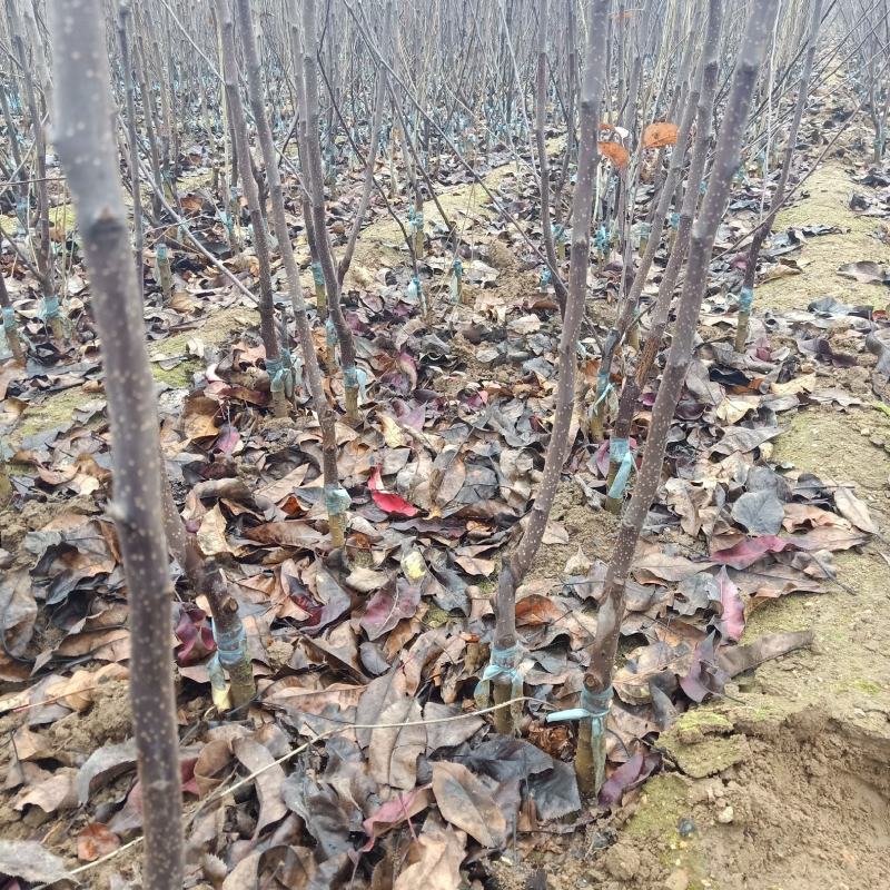 基地梨树苗出售全红梨树苗双红梨树苗早酥红梨嫁接苗