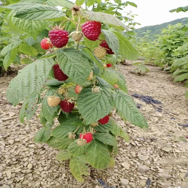 双季树莓覆盆子树苗树莓苗黄黑红树莓苗南北方盆栽地栽果树苗