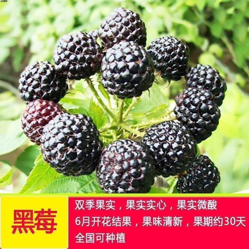 双季树莓覆盆子树苗树莓苗黄黑红树莓苗南北方盆栽地栽果树苗