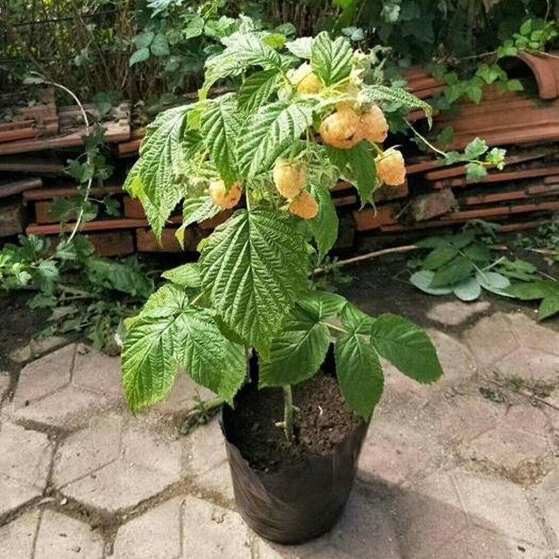 双季树莓覆盆子树苗树莓苗黄黑红树莓苗南北方盆栽地栽果树苗