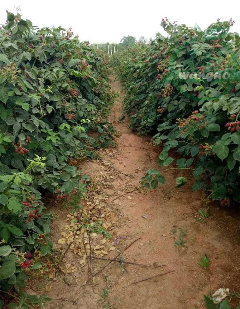 双季树莓覆盆子树苗树莓苗黄黑红树莓苗南北方盆栽地栽果树苗