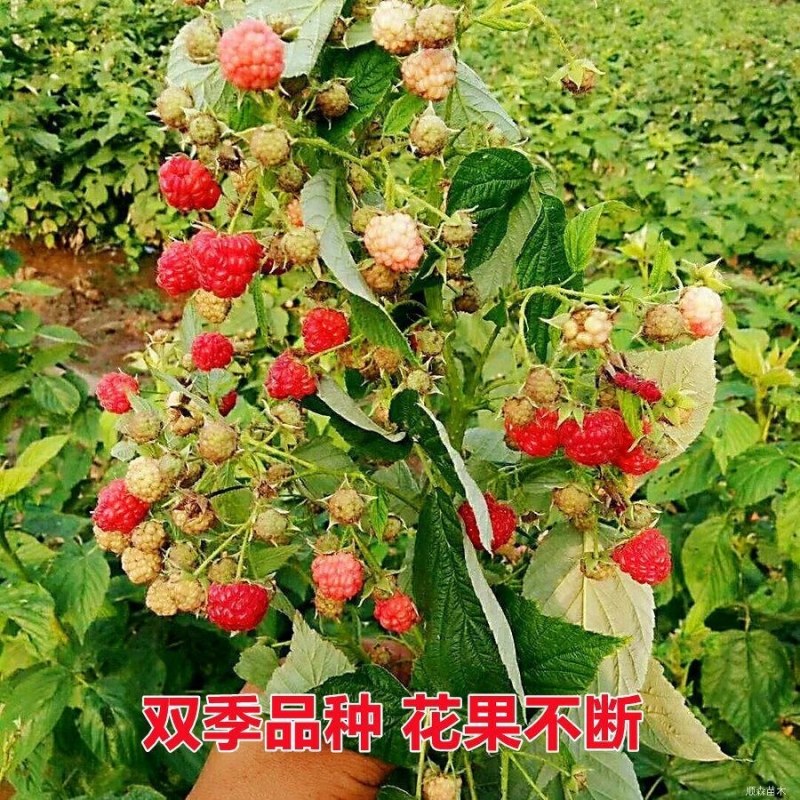 双季树莓覆盆子树苗树莓苗黄黑红树莓苗南北方盆栽地栽果树苗