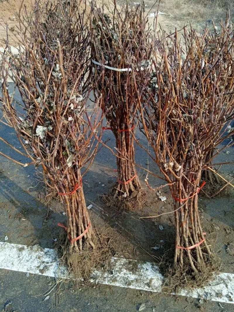 双季树莓覆盆子树苗树莓苗黄黑红树莓苗南北方盆栽地栽果树苗