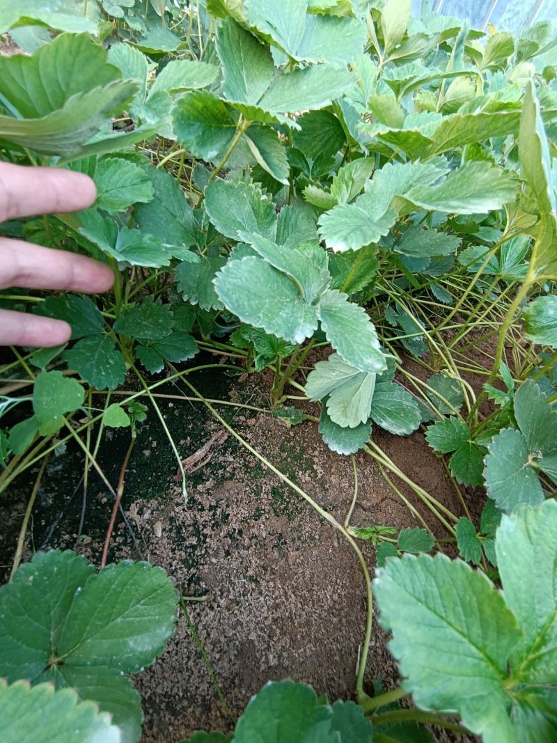 隋珠草莓苗基地直发，建岳农业草莓苗行情