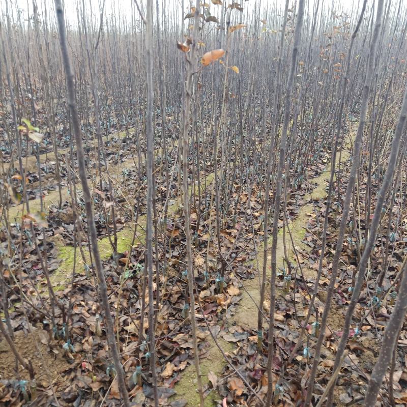 基地梨树苗出售全红梨树苗双红梨树苗早酥红梨嫁接苗