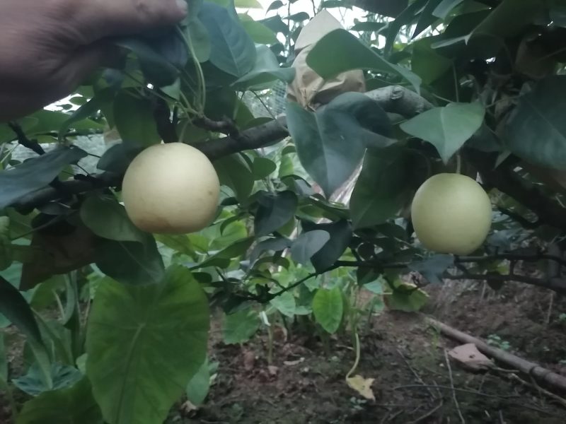 翠冠梨