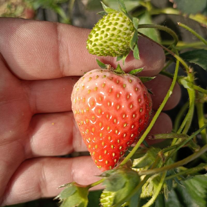 奶油章姬草莓苗行情分析，建岳草莓苗繁育基地