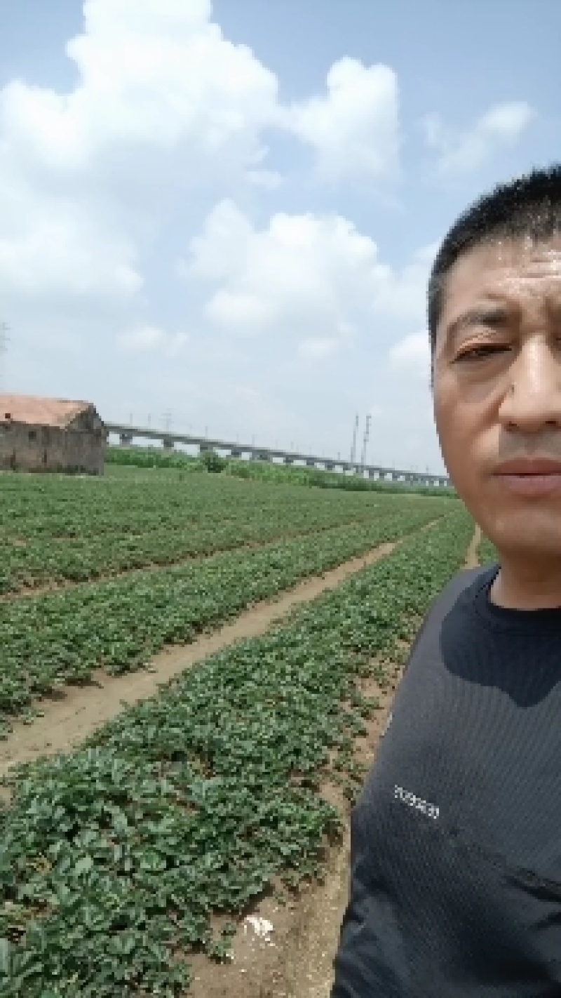 奶油章姬草莓苗行情分析，建岳草莓苗繁育基地