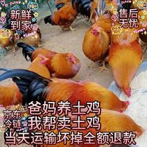 广东农家跑山鸡散养阉鸡母鸡走地鸡三黄鸡月子鸡下单现杀