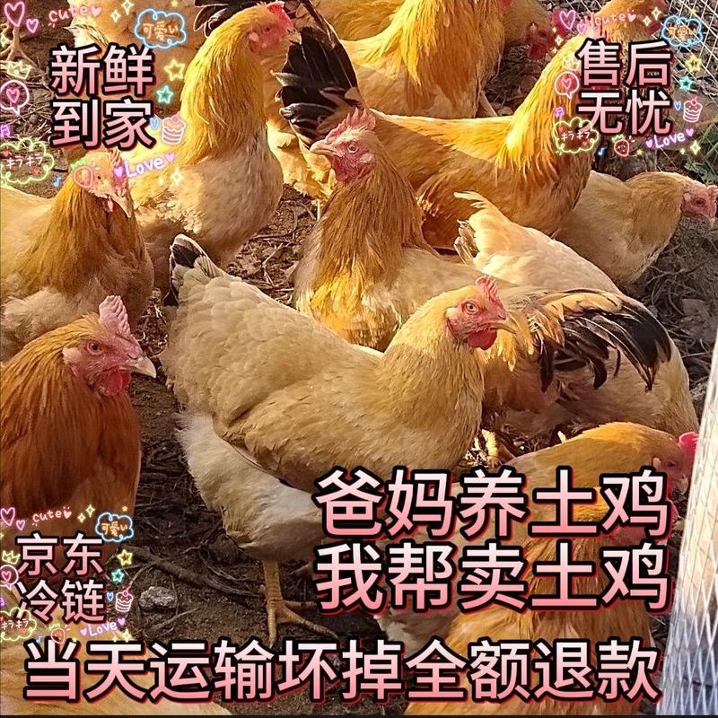广东农家跑山鸡散养阉鸡母鸡走地鸡三黄鸡月子鸡下单现杀
