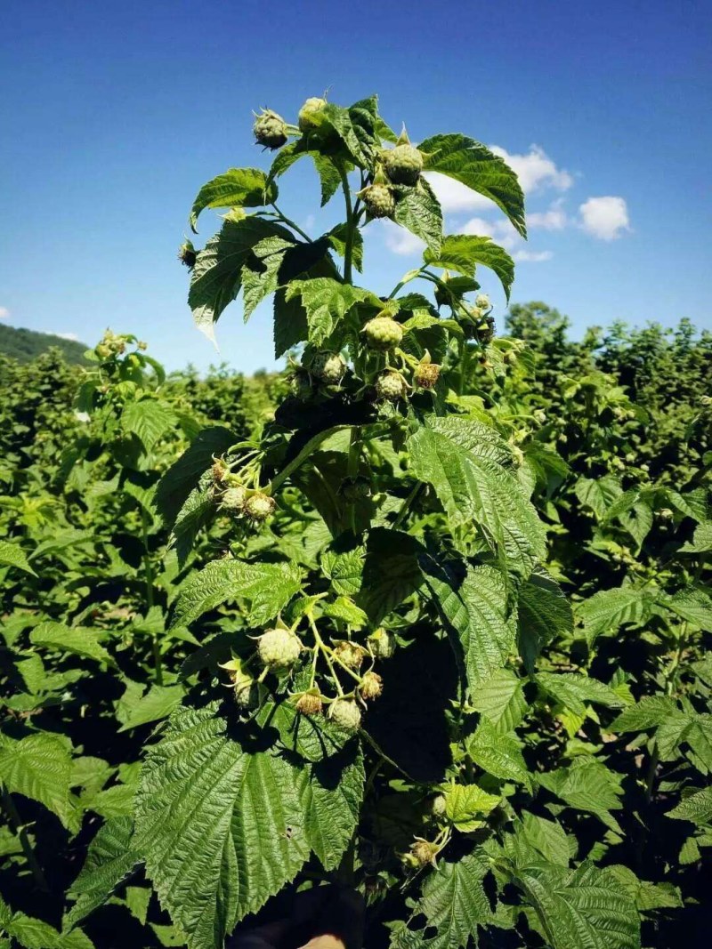 树莓苗覆盆子盆栽苗耐寒果树四季可移栽苗当年结果双季树莓树