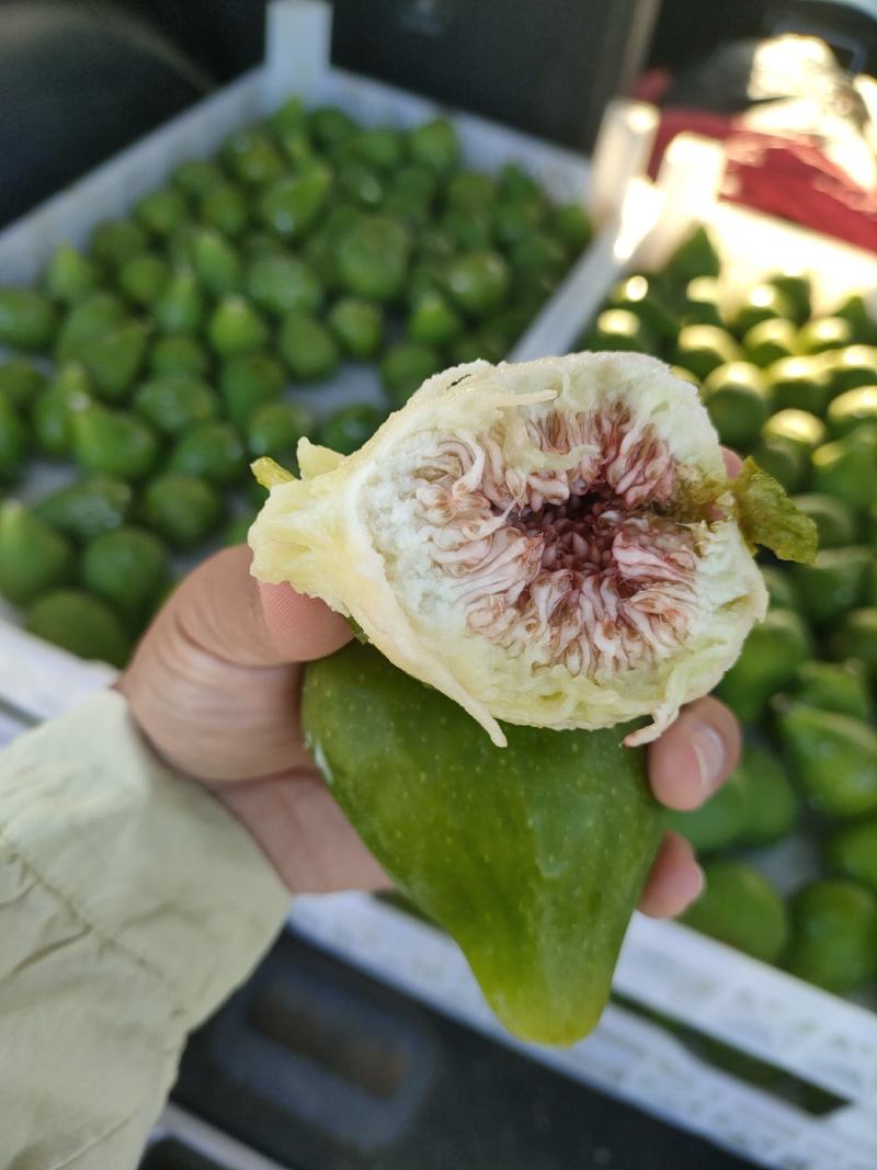 威海青皮无花果秋果上市了寻市场果客户，上下午市场果都有。
