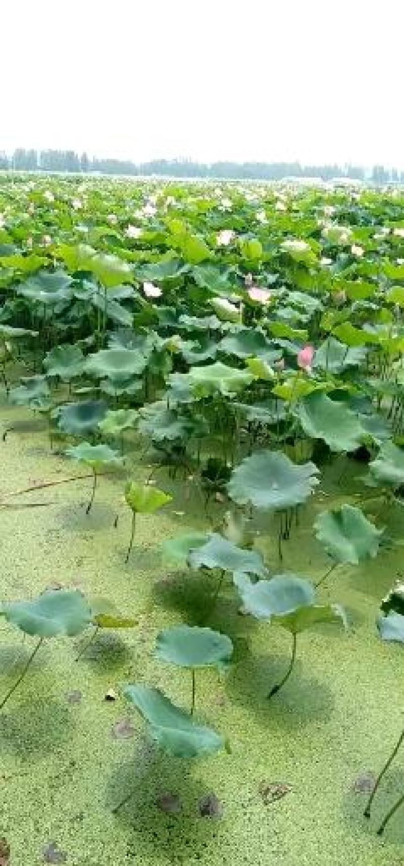 鲜荷叶荷叶莲叶微山湖一吨起批全国各地发均可直达