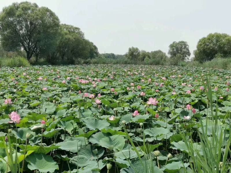 鲜荷叶荷叶莲叶微山湖一吨起批全国各地发均可直达