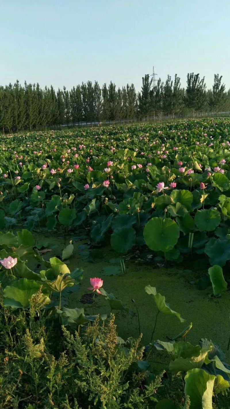 鲜荷叶荷叶莲叶微山湖一吨起批全国各地发均可直达