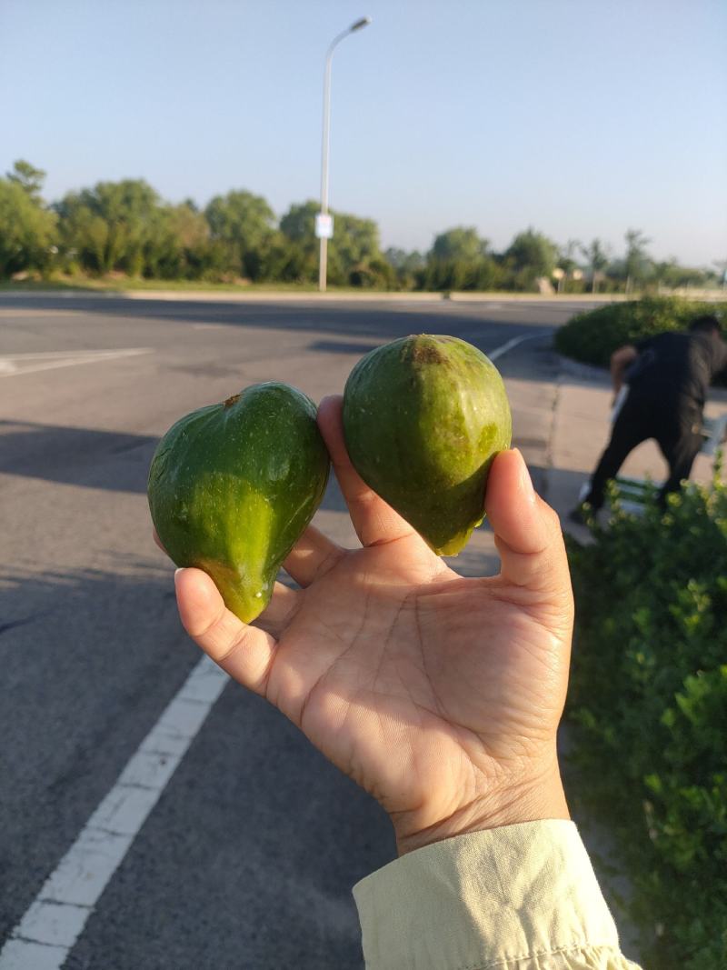 威海青皮无花果秋果上市了寻市场果客户，上下午市场果都有。
