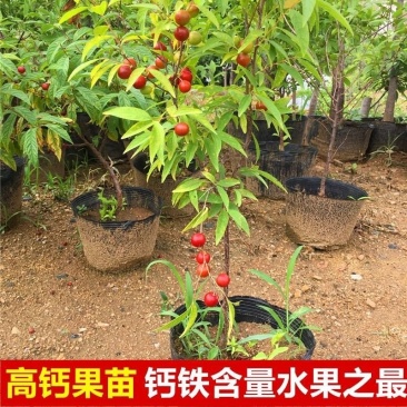 欧李钙果苗南方北方种植盆栽地栽阳台庭院中华钙果苗高钙果树