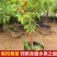 欧李钙果苗南方北方种植盆栽地栽阳台庭院中华钙果苗高钙果树