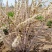 欧李钙果苗南方北方种植盆栽地栽阳台庭院中华钙果苗高钙果树