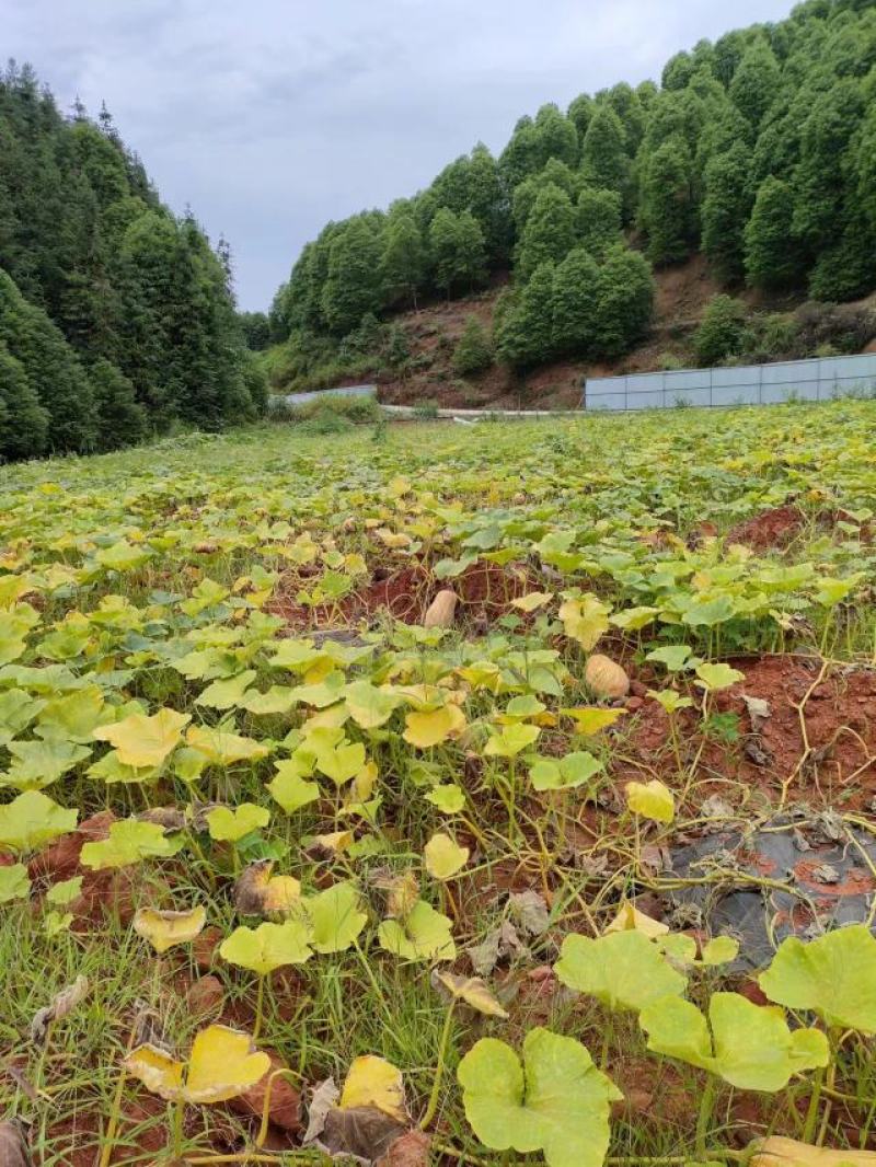 全黄蜜本南瓜全国发货