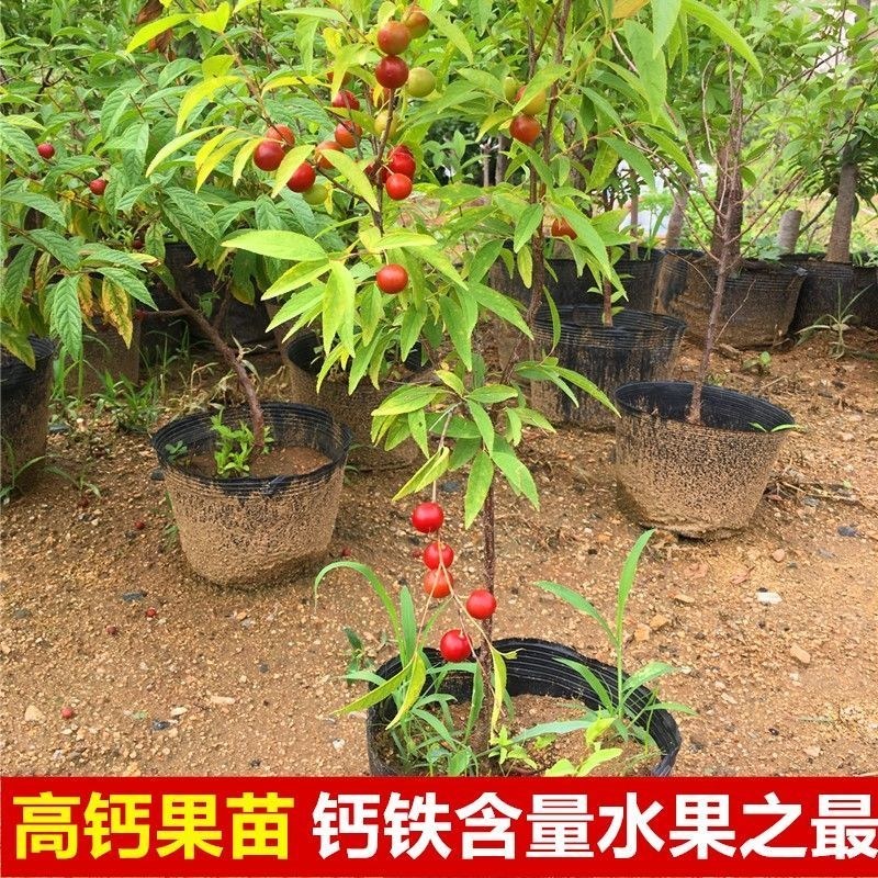 钙果树苗耐寒品种钙果苗果补钙水果苗农大钙果南方北方种植