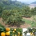 《精选》夏橙秭归夏橙湖北橙子果大皮薄果园现采现装