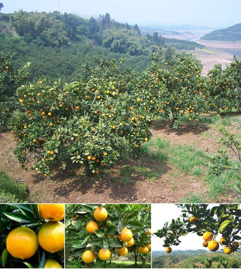 《精选》夏橙秭归夏橙湖北橙子果大皮薄果园现采现装