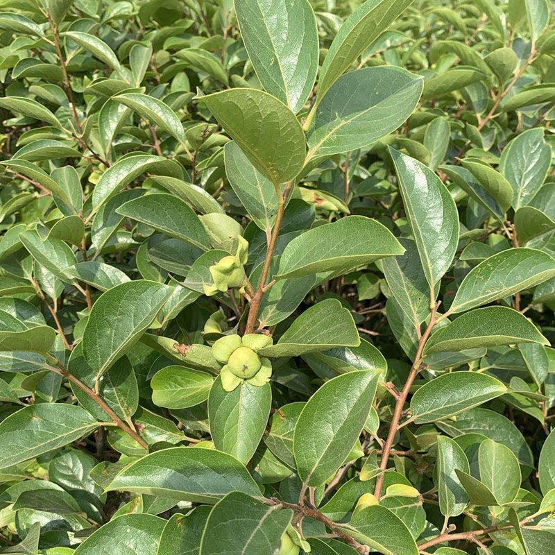 嫁接阳丰脆甜柿子树苗日本甜柿树苗南北方庭院种植地栽批发价