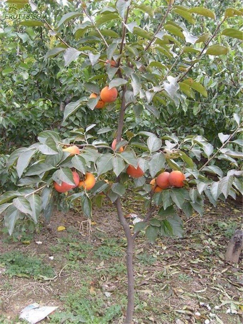 嫁接阳丰脆甜柿子树苗日本甜柿树苗南北方庭院种植地栽批发价