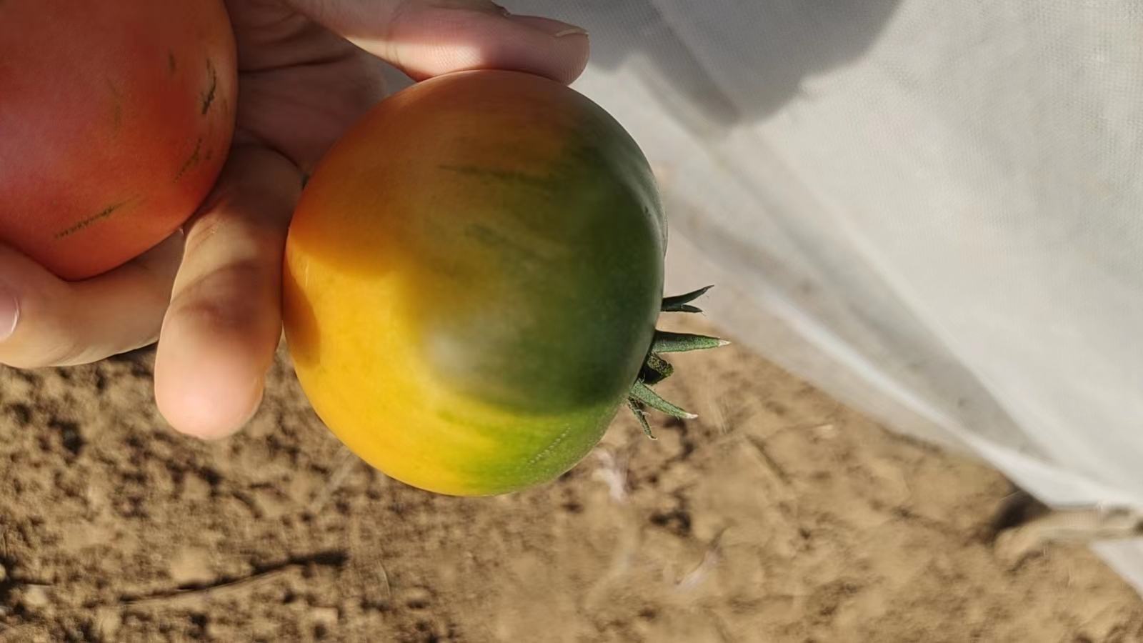 脆桃树上成熟过程