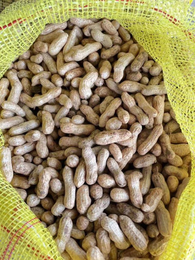 大白沙小白沙鲜花生产地供货一手货源颗粒饱满