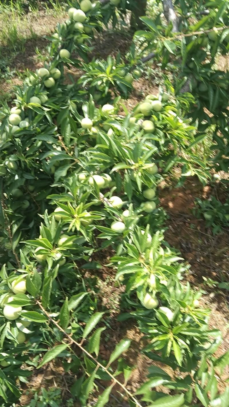 高山青脆李又脆又甜