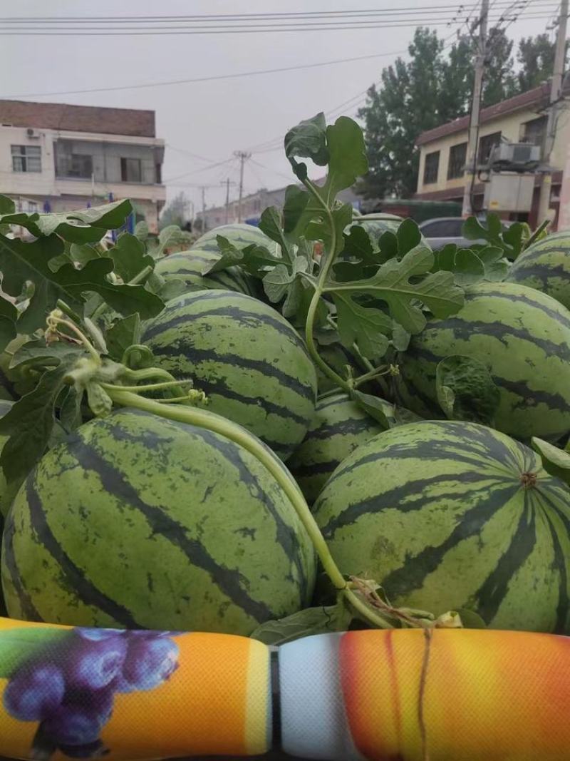 美都西瓜产地供货电商品质欢迎客商实地考察看货