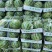 美都西瓜产地供货电商品质欢迎客商实地考察看货