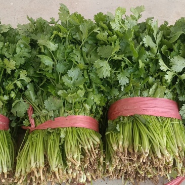 大叶香菜一手货源产地供应可视频看货欢迎来电咨询洽谈