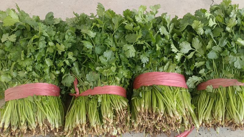 大叶香菜一手货源产地供应可视频看货欢迎来电咨询洽谈