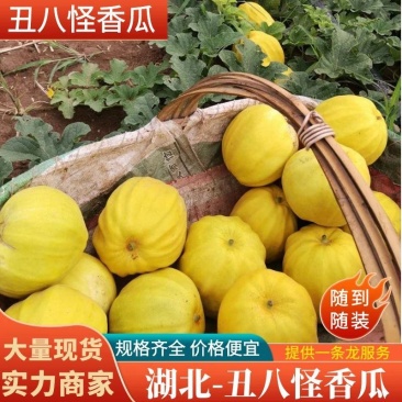 精选丑八怪香瓜，湖北甜瓜大量供应中，一手货源！新鲜采摘!
