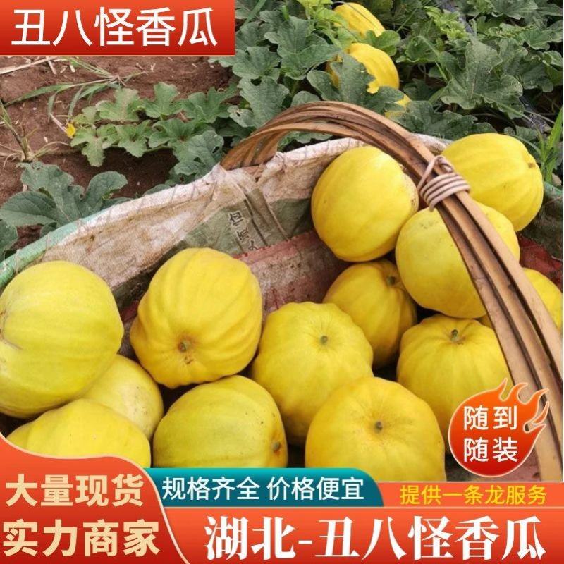 精选丑八怪香瓜，湖北甜瓜大量供应中，一手货源！新鲜采摘!