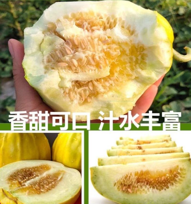 《实力商家》丑八怪香瓜湖北甜瓜湖北香瓜大量现货供应