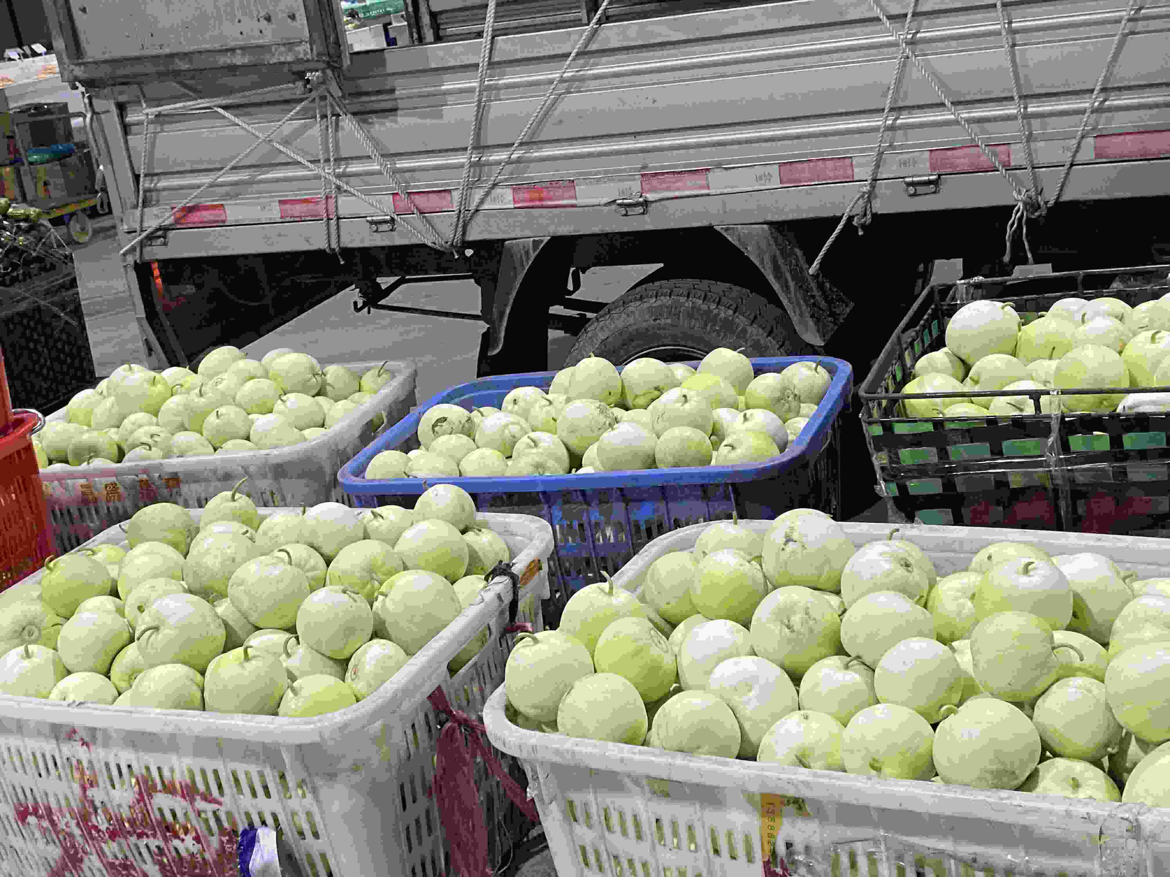 大型甜瓜批发市场现场图