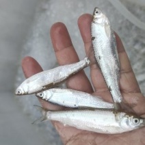 冷冻小白条，饲料鱼，可以喂乌龟，甲鱼，龙鱼，黑鱼等等