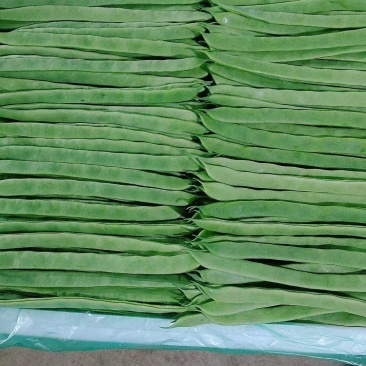 偏豆无筋豆小金豆大量上市需要联系