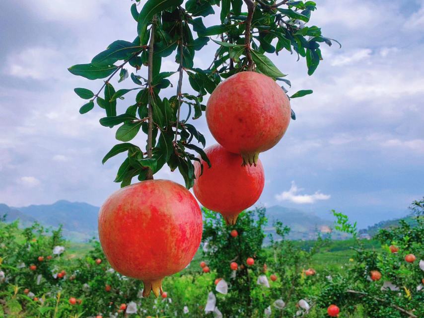 突尼斯软籽石榴果实特写