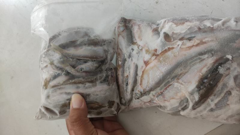 冷冻小白条，饲料鱼，可以喂乌龟，甲鱼，龙鱼，黑鱼等等