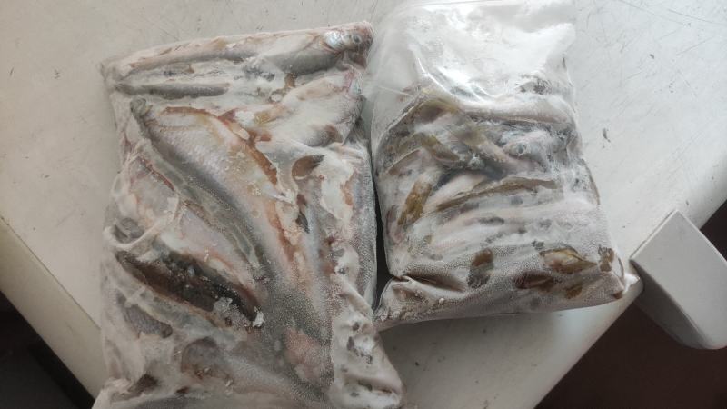 冷冻小白条，饲料鱼，可以喂乌龟，甲鱼，龙鱼，黑鱼等等
