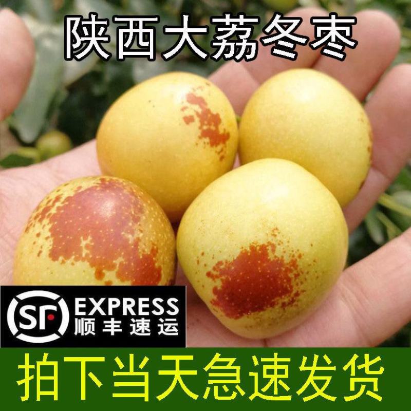 陕西大荔冬枣一件代发