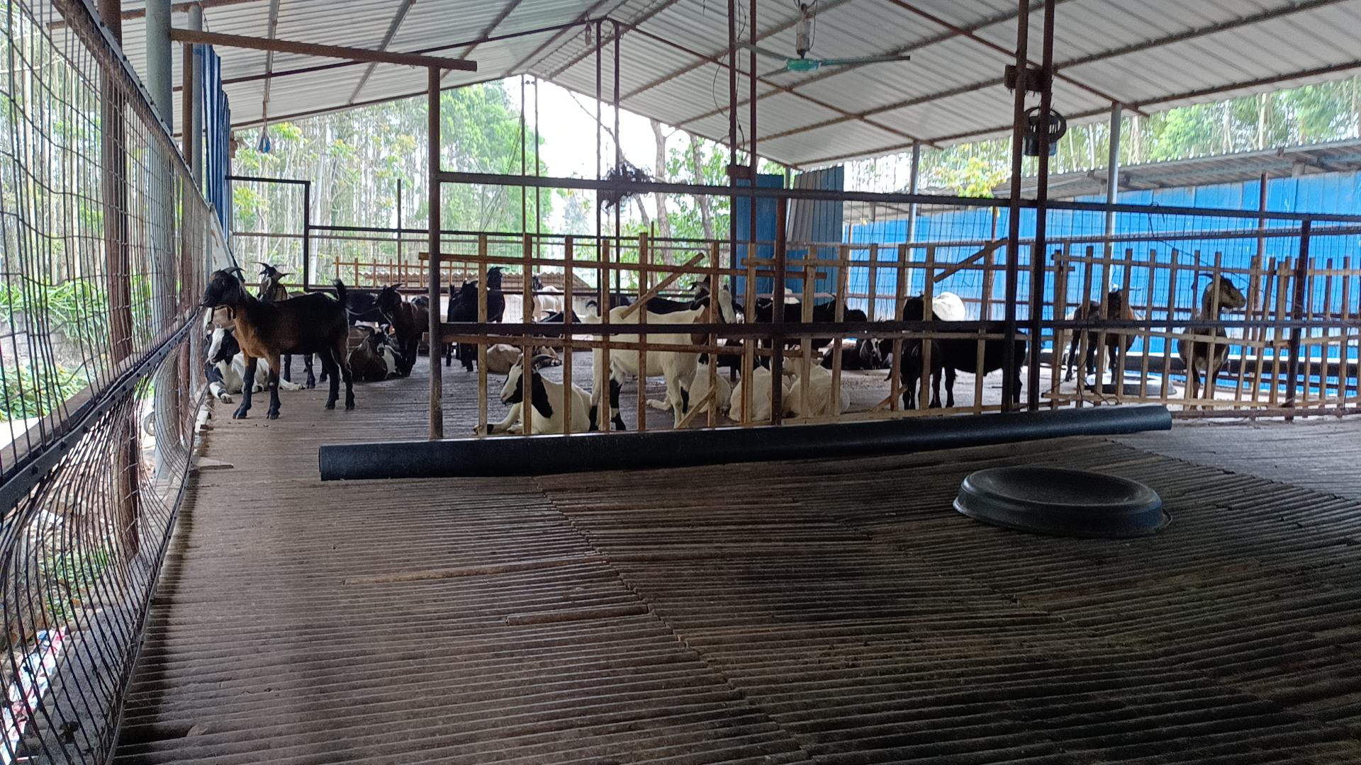 纯种波尔山羊母子同框场景