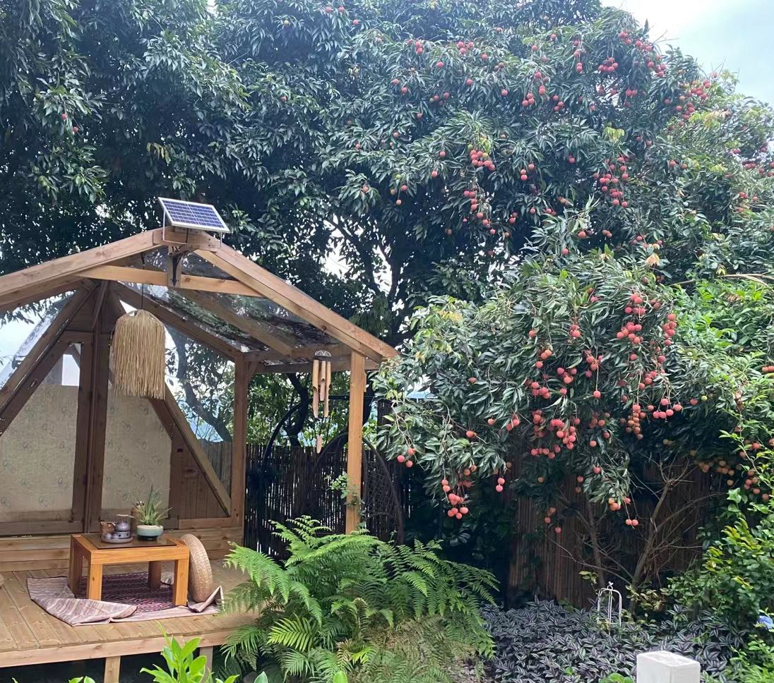 灵山桂味荔枝生态园全景图,展示成片的桂味荔枝果树在阳光下郁郁葱葱的景象 灵山桂味荔枝生态园全景图