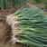 优质铁杆葱籽日本大葱葱种出芽率高基地直发